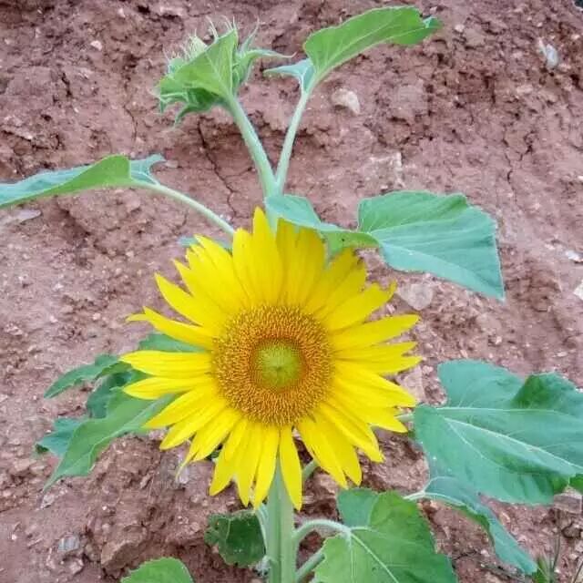 智慧产品是噱头？去电源化对什么避而不谈？华普产品获赞？|07微谈实录