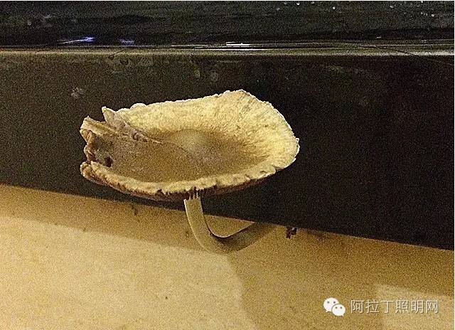 邪恶的人类，酒店浴室的透明玻璃不是你想的那样！