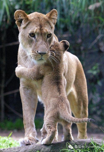 治愈系萌宠日记：和妈妈在一起