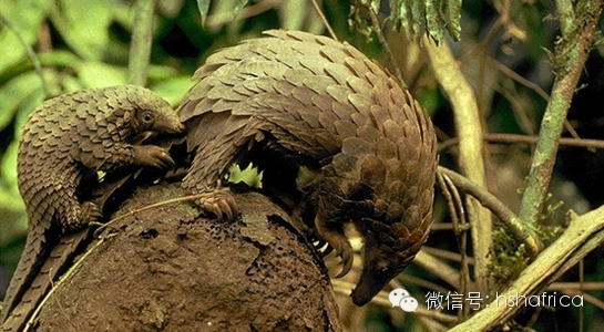 治愈系萌宠日记：和妈妈在一起