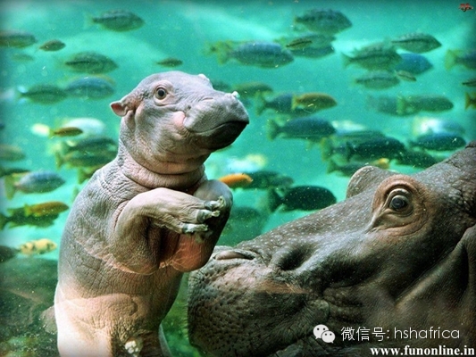 治愈系萌宠日记：和妈妈在一起