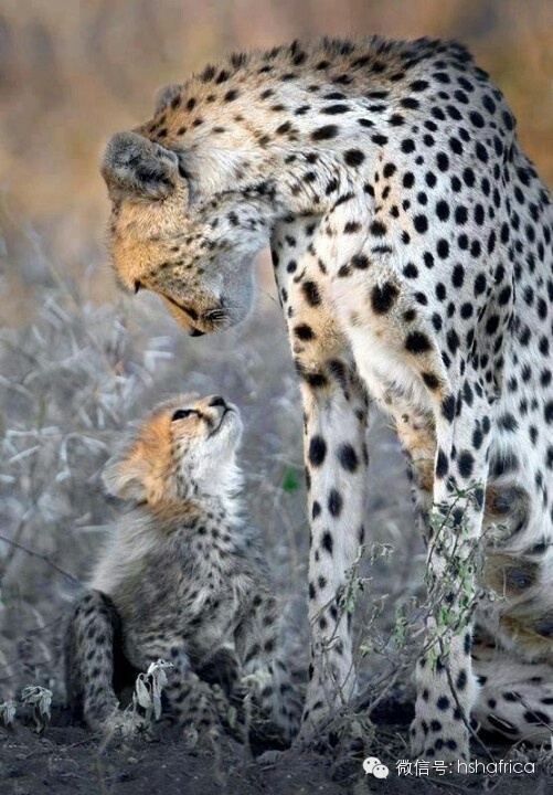 治愈系萌宠日记：和妈妈在一起