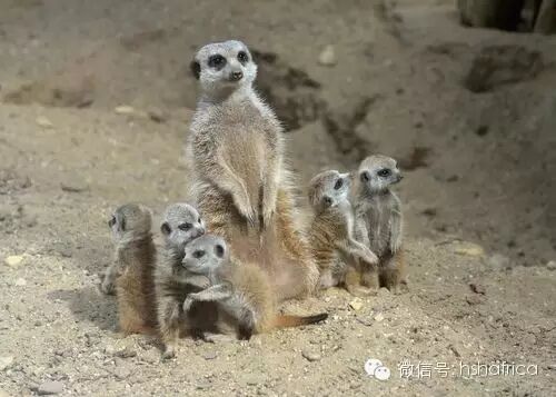 治愈系萌宠日记：和妈妈在一起