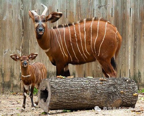 治愈系萌宠日记：和妈妈在一起
