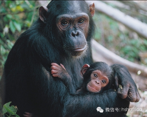 治愈系萌宠日记：和妈妈在一起