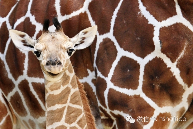 治愈系萌宠日记：和妈妈在一起