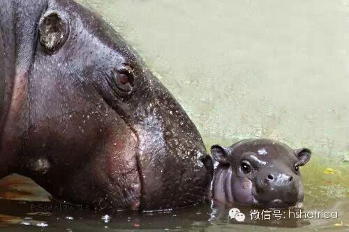 治愈系萌宠日记：和妈妈在一起