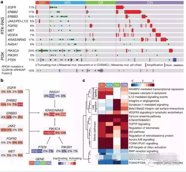 胃癌的分子病理分型
