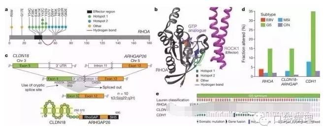 胃癌的分子病理分型
