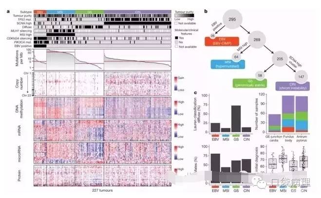 胃癌的分子病理分型