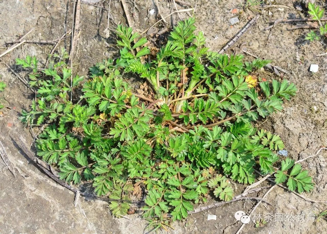 18,朝天委陵菜 potentilla supina