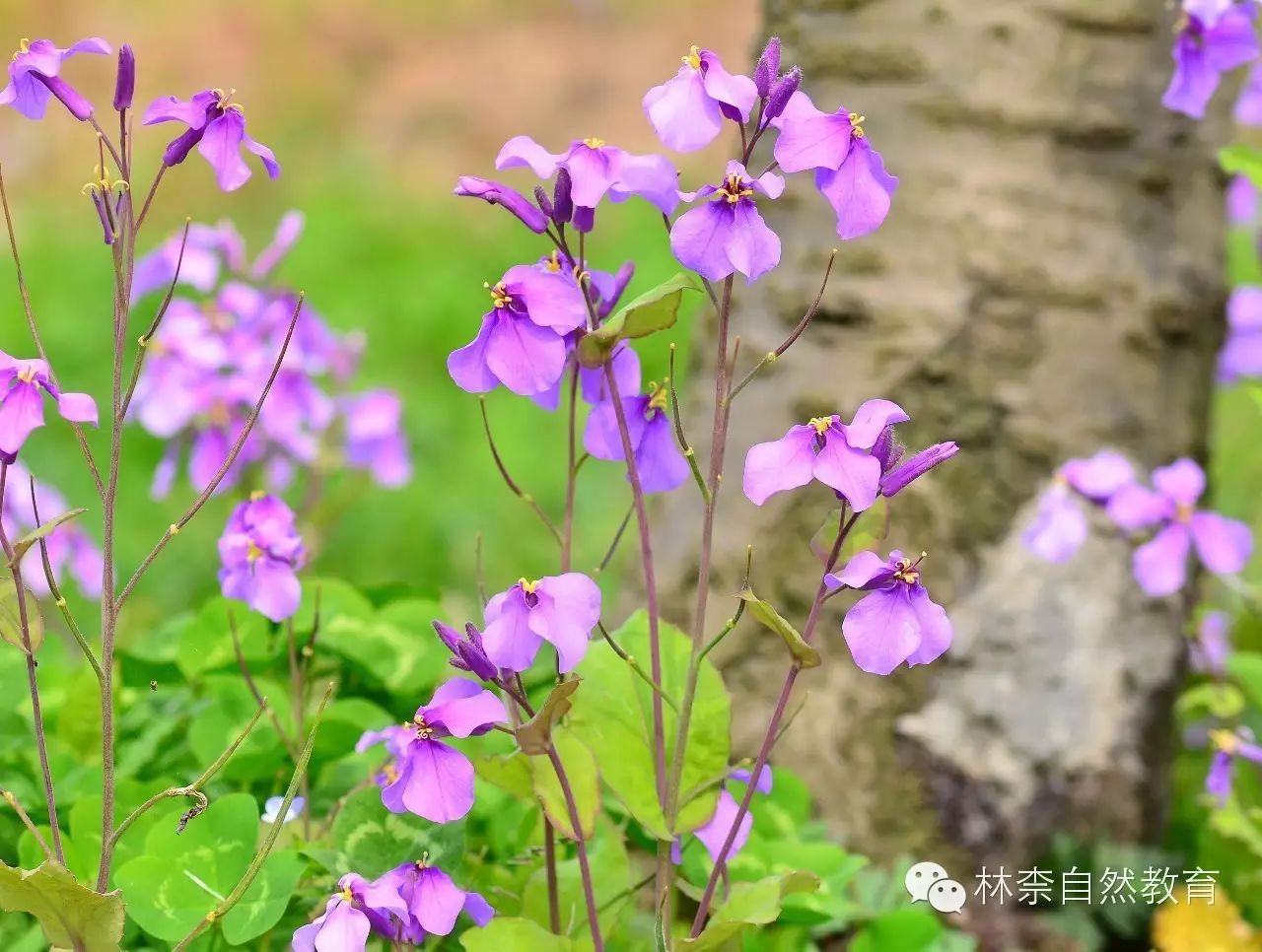 上海早春最实用的野花指南用博物的心来看世界