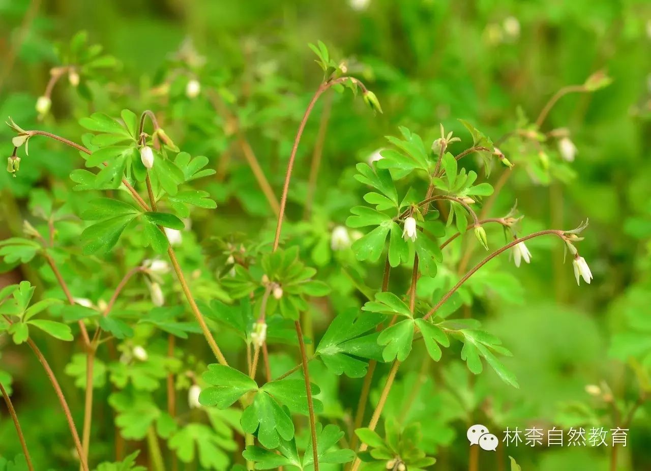 39 天葵  semiaquilegia adoxoides 毛茛科天葵属 生境:林下草丛,房前