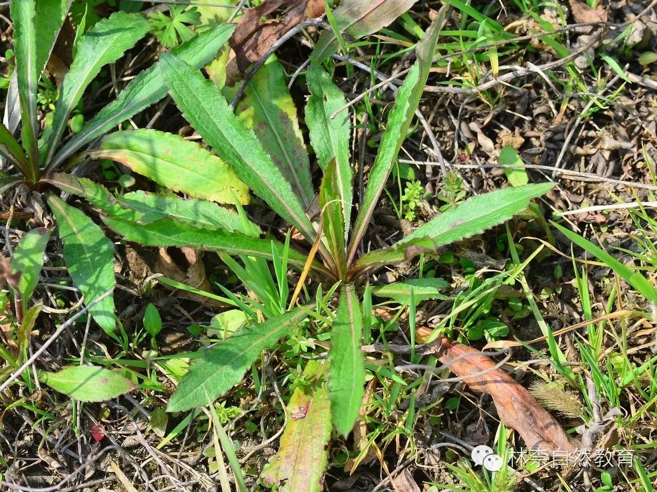 钻叶紫菀  aster subulatus 菊科紫菀属 生境:路旁,荒地