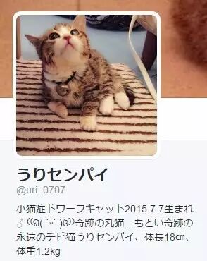 永葆童颜的掌中小天使 小猫症 自由微信 Freewechat