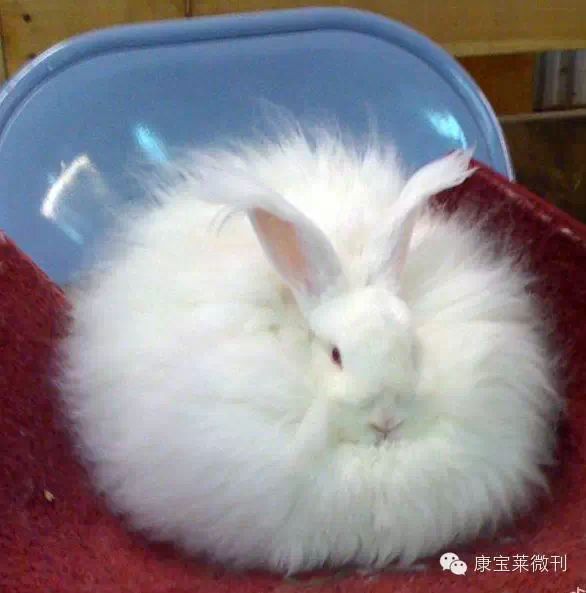 当世界上的动物都胖成了球!