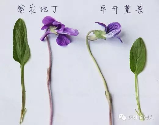 《江苏植物志》亦将其归为罂粟科紫堇属