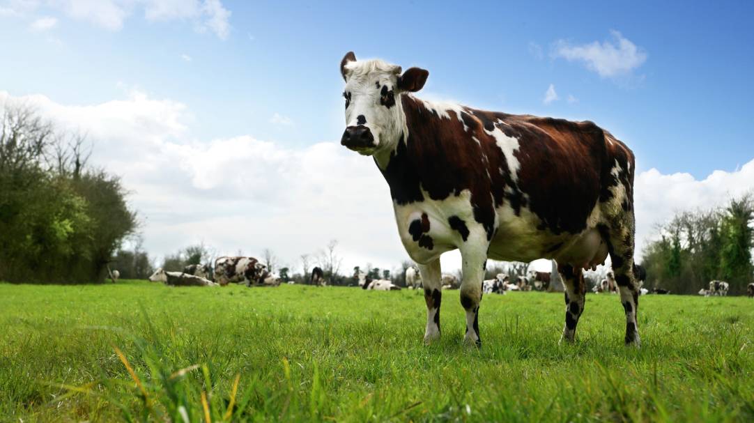 朱茵为爱女澄清,不生二胎另有隐情-怀孕期