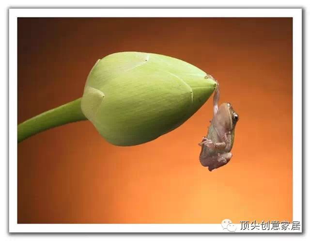 幼儿园活动课剪贴画-要想拍到这样的照片,除了要有一个单反相机,还要一颗善于观察和等