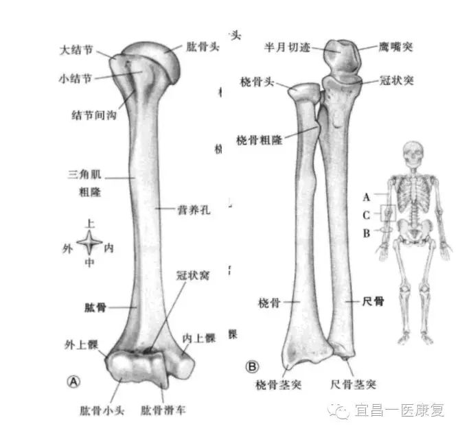 骨折,桡骨小头骨折等等 解剖学概述:肘关节骨组成:肱骨远端,尺骨鹰嘴