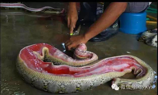 人是地球上最灵性的生物,有句俗语云:三界之中,惟人最灵。人可以享有世间万物,天上飞的、地上跑的、海中游的,哪个不被人类食用? 人类之所以可以捕获一些灵性的动物,是因为它们在修行尚未达到变化人形时,也有打盹的时候,或者法力减弱之时,人们乘虚而入,或者误打误撞而将其捕获,如蛇、狐、龟等这些灵物,它们有些是修炼了数千年甚至更长时间,均有了法力,如果伤害或者贪图口福,将会引祸上身! 六类动物不能吃 第一位:蛇类。蛇非常有灵性,而且蛇的报复心、嗔恨心以及法力特别强,因此杀蛇、吃蛇的报应往往非常快,而且