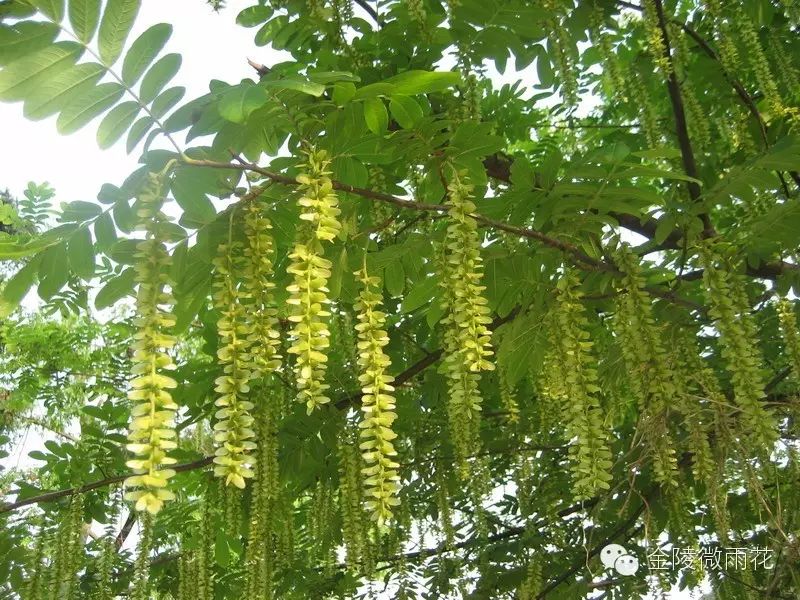 枫杨树