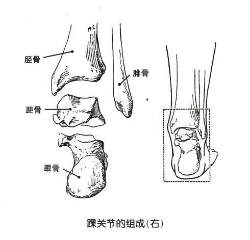 踝关节位于"脚脖子"处,又称小腿关节或距上关节,是由胫骨的下关节面和