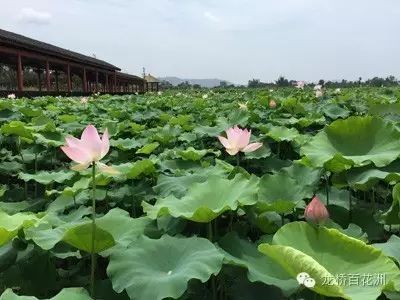 龙桥百花洲·长征映像