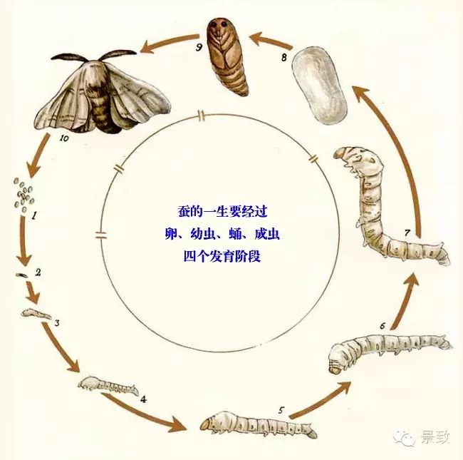 蚕的一生有卵,幼虫,蛹和成虫四个阶段.