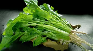 你家厨房里有这些菜吗?它们能帮助你稳血糖 - 风帆页页 - 风帆页页博客 你家厨房里有这些菜吗?它们能帮助你稳血糖 - 风帆页页 - 风帆页页博客
