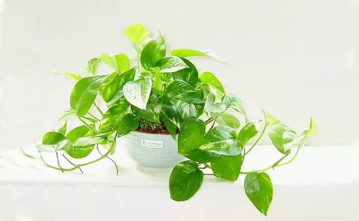 30种花卉培育及花语大全