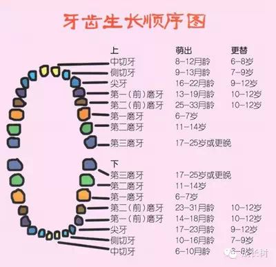 儿童换牙顺序为:在儿童6-8岁时开始长第一颗恒牙,即中切牙,第一磨牙也