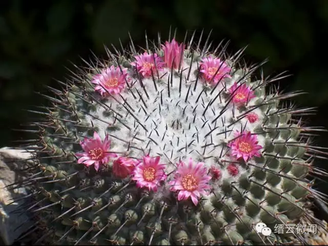 登录查看大图