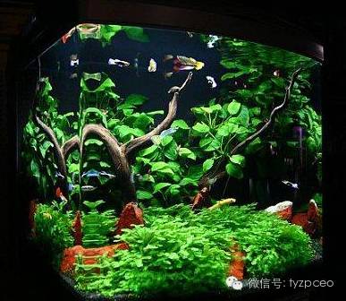 子女风水:家里有这些风水布局,不利怀孕生孩子!-怀孕期