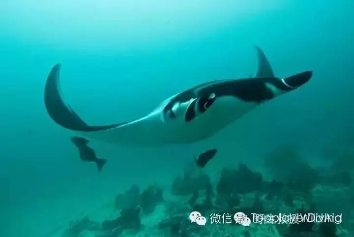 【第354期】内有珊瑚盗采 外有怀孕蝠鲼被杀 心痛不如行动 ……-怀孕期