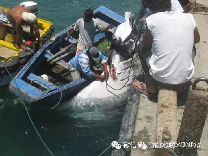 【第354期】内有珊瑚盗采 外有怀孕蝠鲼被杀 心痛不如行动 ……-怀孕期