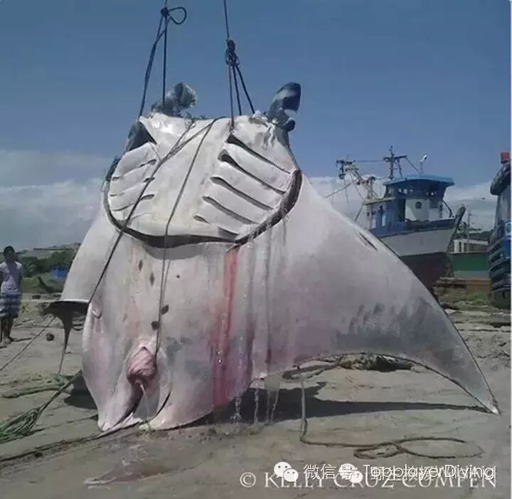 【第354期】内有珊瑚盗采 外有怀孕蝠鲼被杀 心痛不如行动 ……-怀孕期