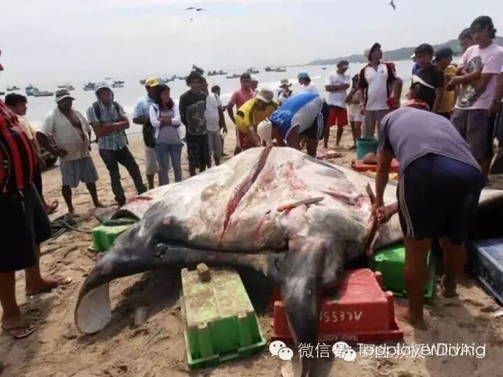 【第354期】内有珊瑚盗采 外有怀孕蝠鲼被杀 心痛不如行动 ……-怀孕期