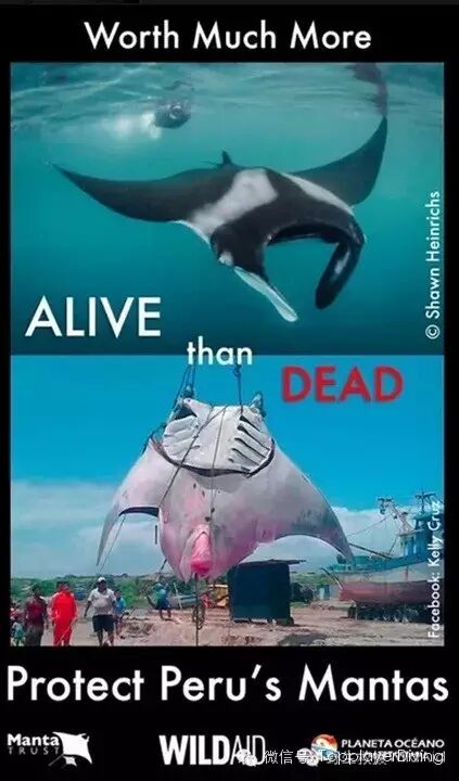 【第354期】内有珊瑚盗采 外有怀孕蝠鲼被杀 心痛不如行动 ……-怀孕期