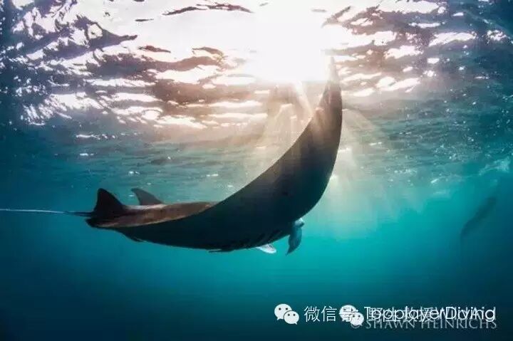 【第354期】内有珊瑚盗采 外有怀孕蝠鲼被杀 心痛不如行动 ……-怀孕期