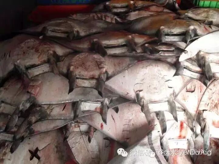 【第354期】内有珊瑚盗采 外有怀孕蝠鲼被杀 心痛不如行动 ……-怀孕期