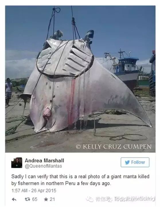 【第354期】内有珊瑚盗采 外有怀孕蝠鲼被杀 心痛不如行动 ……-怀孕期