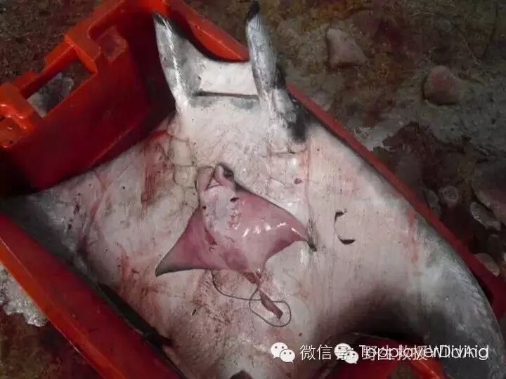 【第354期】内有珊瑚盗采 外有怀孕蝠鲼被杀 心痛不如行动 ……-怀孕期