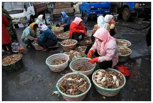 【掌上莱州】莱州三山岛渔港——中国北方最大的鲜活海产品交易市场