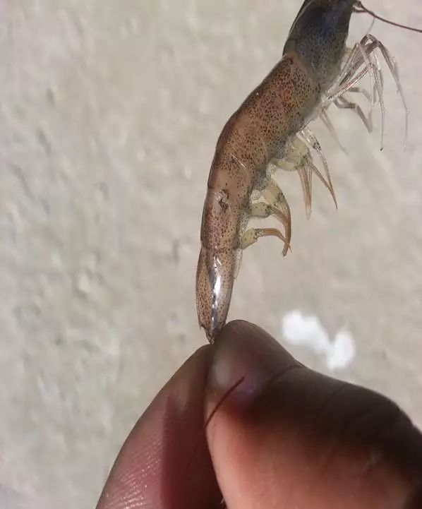 从白虾蜕壳实战论对虾偷死:长期蜕壳不遂的虾一定会引起偷死