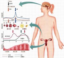月经过少暗示卵巢早衰
