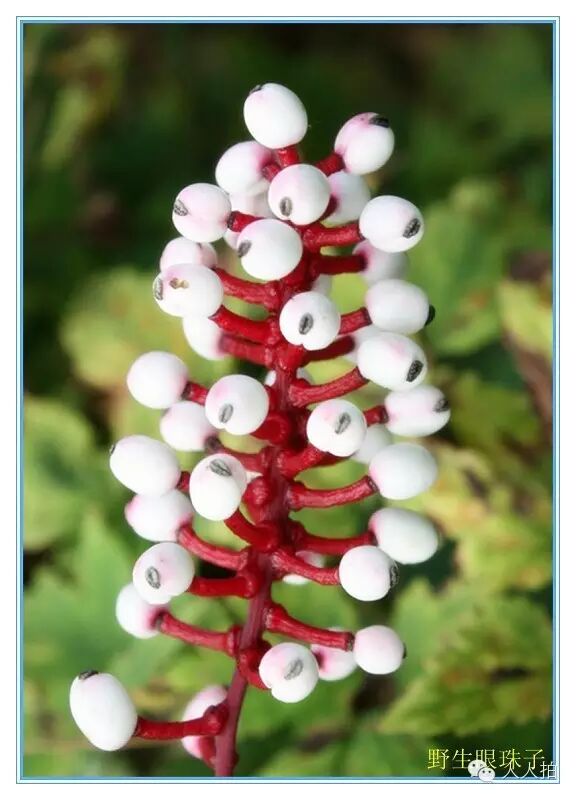 图片 难得一见的世界之花 娱乐