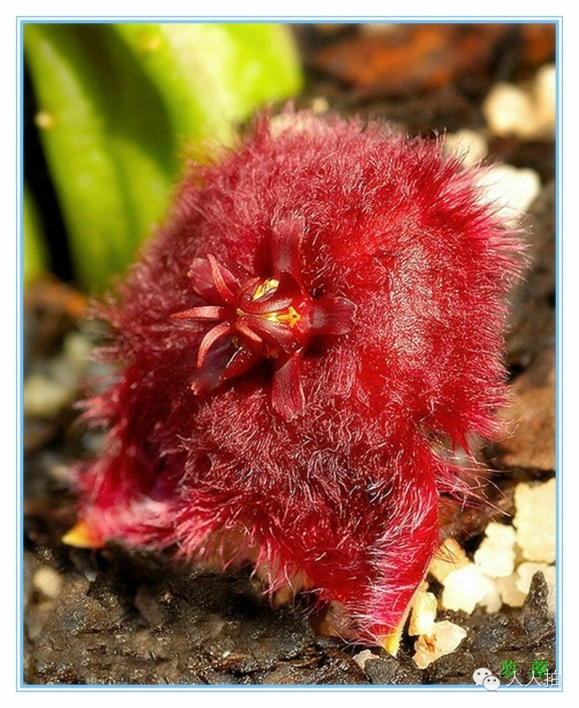 图片 难得一见的世界之花 娱乐