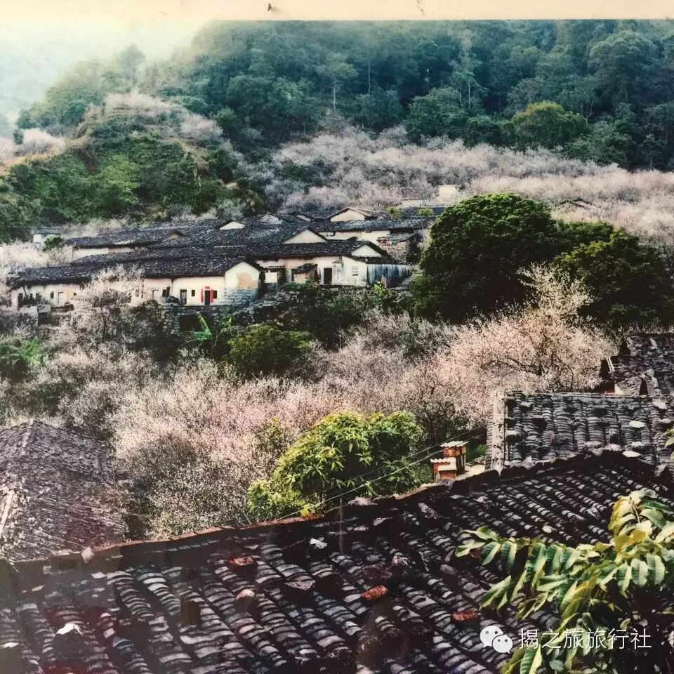 每周六日出团:心动西坑,揭之旅带您探访揭西最美古村落,醉美梅花海.