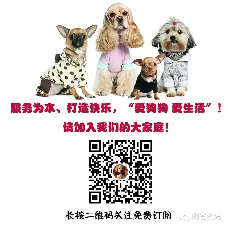 训练小狗的方法_金毛犬四十天小狗怎么训练_三个月的小狗怎样训练大小便